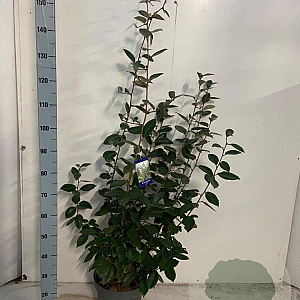 Elaeagnus ebbingei 125-150 cm 10L