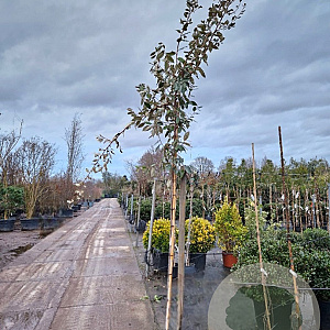 Elaeagnus ebbingei 160 cm stam container 4-6