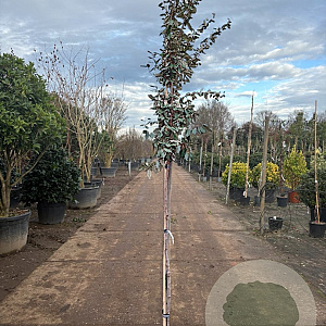 Elaeagnus ebbingei 160 cm stam container 8-10