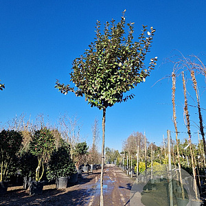 Elaeagnus ebbingei 170 cm stam container 10-12 lei 120x150