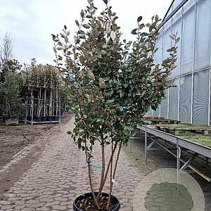 Elaeagnus ebbingei 175-200 cm container piramide