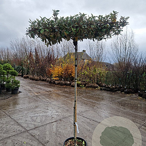 Elaeagnus ebbingei 180 cm stam container 8-10