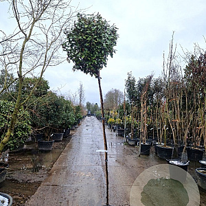 Elaeagnus ebbingei 200 cm stam container 6-8