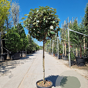 Elaeagnus ebb. 'Compacta' 100 cm stam container 60-80 bol