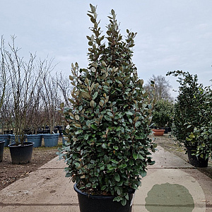 Elaeagnus ebb. 'Compacta' 140-160 cm 50L