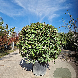 Elaeagnus ebb. 'Compacta' 90-100 cm 35L bol