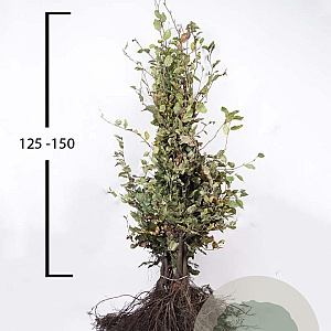 Fagus sylvatica 125-150 cm wortelgoed