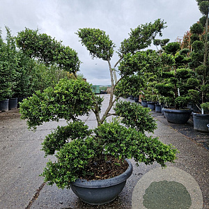 Ilex crenata 'Kimmei' 120-140 cm container schaalvorm bonsai