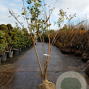 Koelreuteria paniculata 200-250 cm draadkluit meerstammig 140-160 diameter