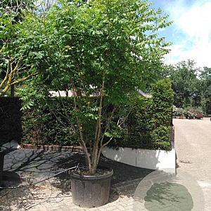 Koelreuteria paniculata 300-350 cm container meerstammig