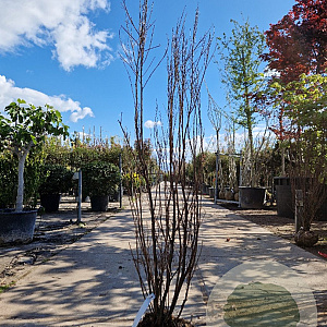 Lagerstroemia Dynabite 125-150 cm draadkluit meerstammig