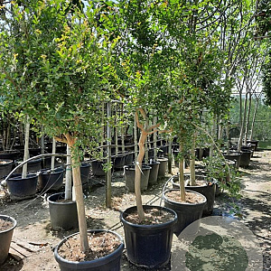 Lagerstroemia indica 100 cm stam container 18-20