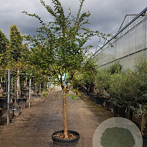 Lagerstroemia indica 100 cm stam container 18-20