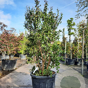 Lagerstroemia indica 150-175 cm 9L