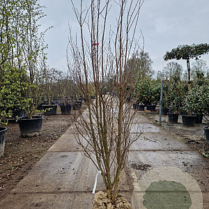Lagerstroemia indica 150-175 cm draadkluit meerstammig