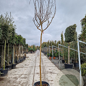 Lagerstroemia indica 180 cm stam container 14-16
