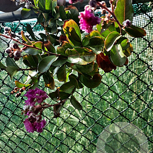 Lagerstroemia indica 180 cm stam container 20-25