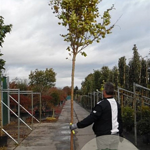 Lagerstroemia indica 200 cm stam container 12-14