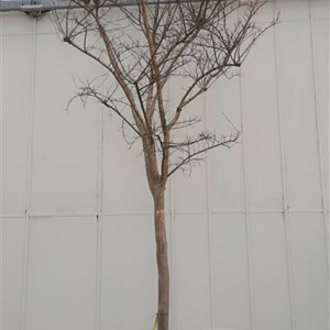 Lagerstroemia indica 200 cm stam container 25-30