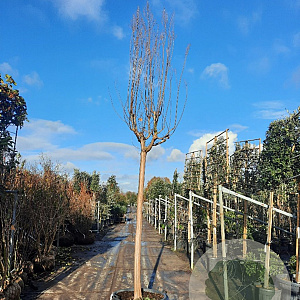 Lagerstroemia indica 200 cm stam container 25-30
