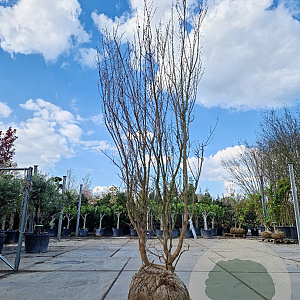 Lagerstroemia indica 250-300 cm draadkluit meerstammig solitair