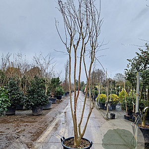 Lagerstroemia indica 300-350 cm cont. 95L