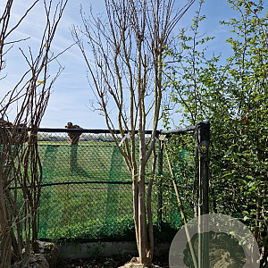 Lagerstroemia indica 350-400 cm draadkluit meerstammig
