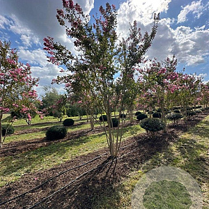 Lagerstroemia indica 350-400 cm draadkluit meerstammig