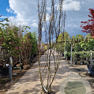 Lagerstroemia i. 'Petite Red' 200-250 cm draadkluit meerstammig 140-160 diameter