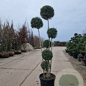 Ligustrum delavayanum 175-200 cm container Multistam