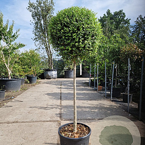 Ligustrum delavayanum 80 cm stam container bol 50-60