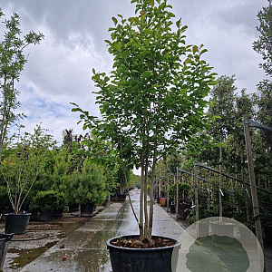 Magnolia kobus 300-350 cm container meerstammig