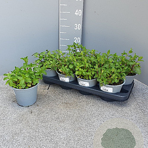 Mentha villosa 'Mojito' P14