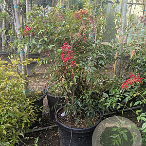 Nandina domestica 100-125 cm 45L