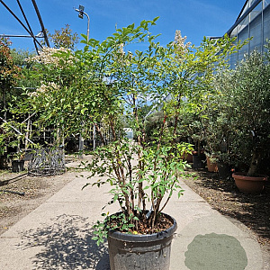 Nandina domestica 100-125 cm 45L