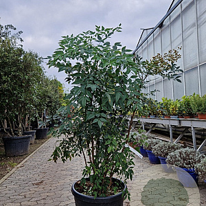 Nandina domestica 125-150 cm 50L