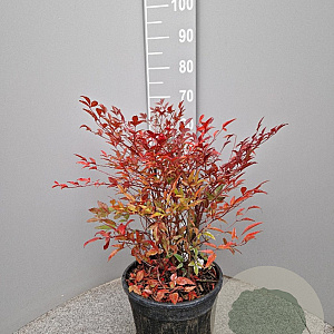 Nandina domestica 40-60 cm 10L