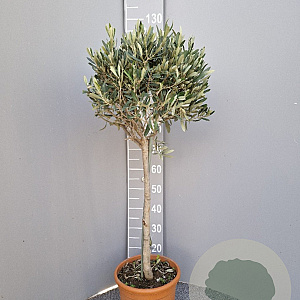 Olea europaea 100 cm C8 stam