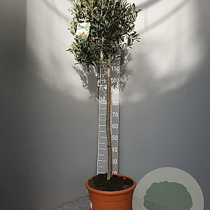 Olea europaea 170 cm 15L stam