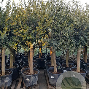 Olea europaea 250 cm stam container 20-25