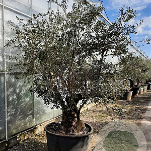 Olea europaea 50 cm container 100-125