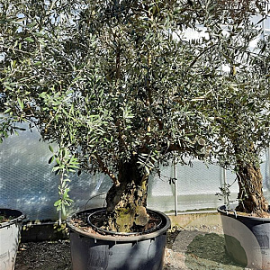 Olea europaea 50 cm container 100-125