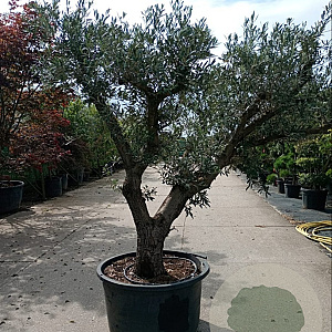 Olea europaea 50 cm container 60-80