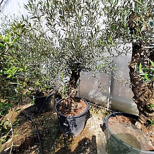 Olea europaea 50 cm container 60-80