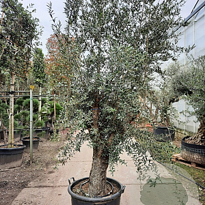Olea europaea 50 cm container 60-80