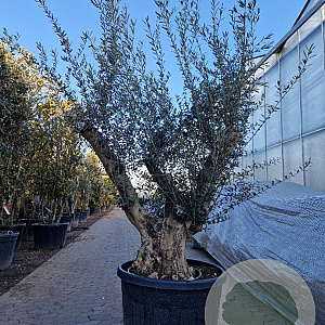 Olea europaea 50 cm container 80-100 solitair
