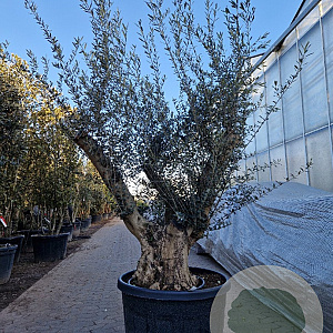Olea europaea 50 cm container 80-100 solitair