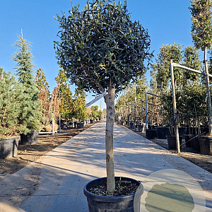 Olea europaea 70 cm container 18-20 BOL 50-60