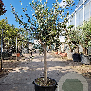 Olea europaea 80 cm stam container 16-18 lei 120x120
