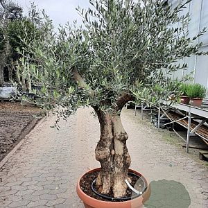 Olea europaea 80 cm stam container 60-80 schaalvorm